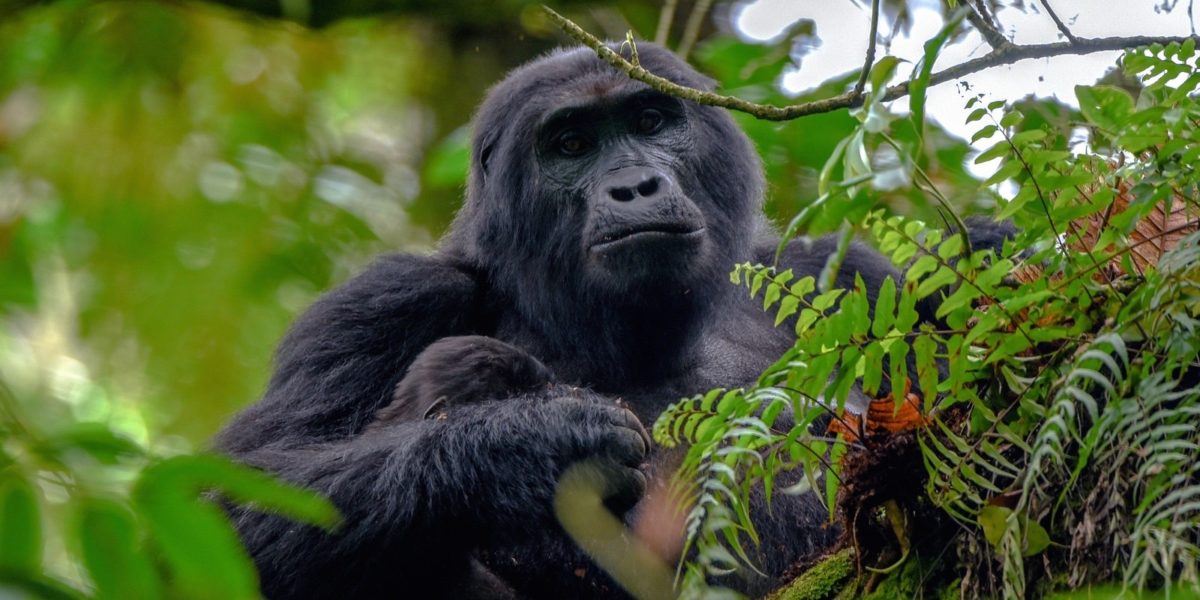 Just Gorillas » Africa Journeys Ltd